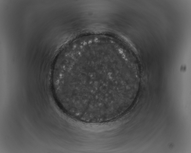 X0000091090018200708271305