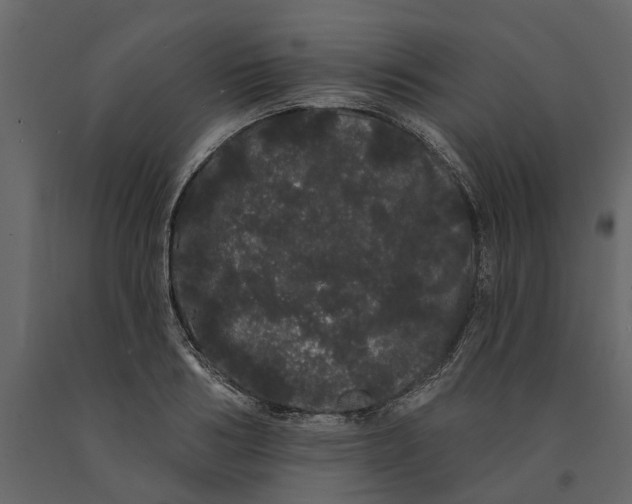 X0000091090986200708271252