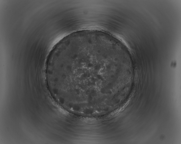 X0000091091071200708271251