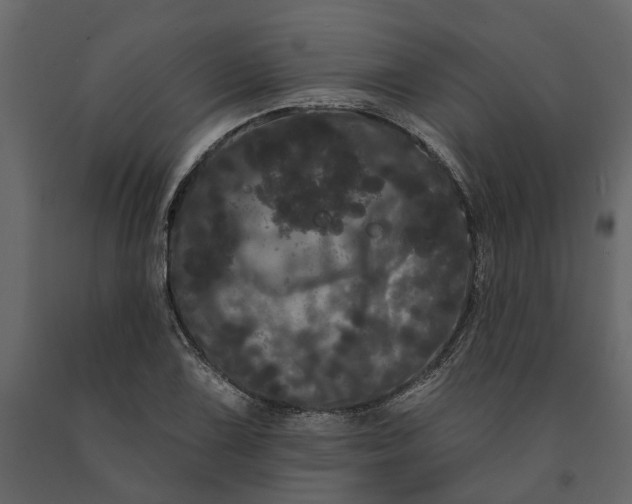 X0000091091075200708271251