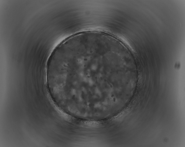 X0000091091079200708271251