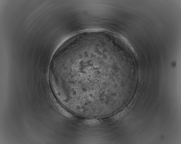 X0000091091186200708271250