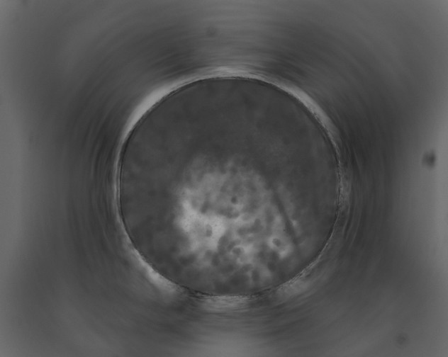 X0000091091294200708271248