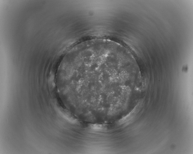 X0000091090187200709041310