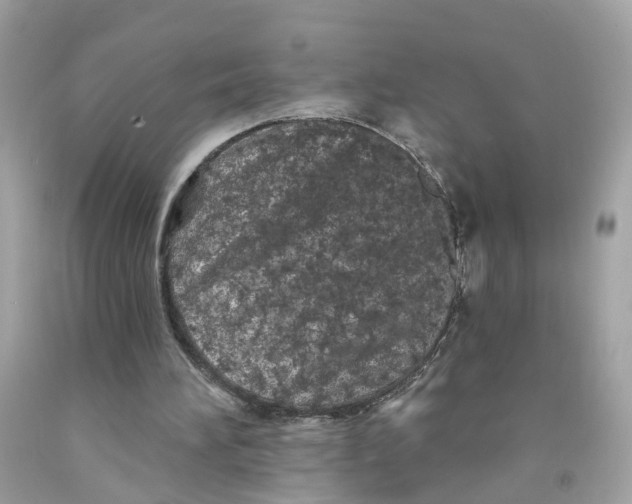 X0000091090196200709041309