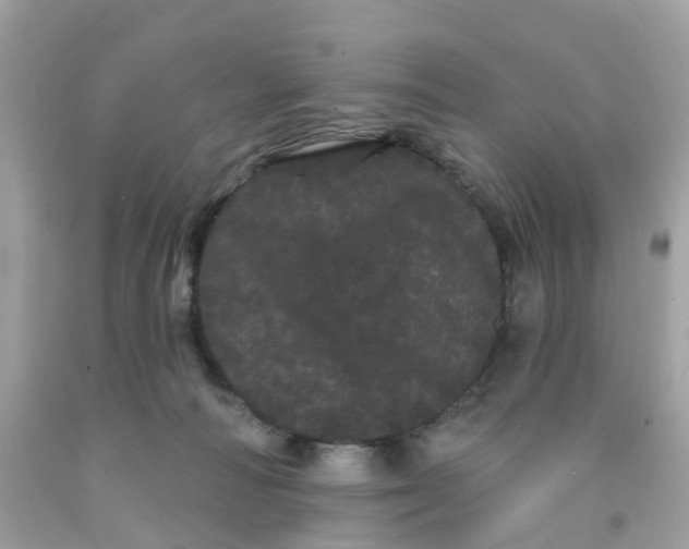 X0000091090226200709041309