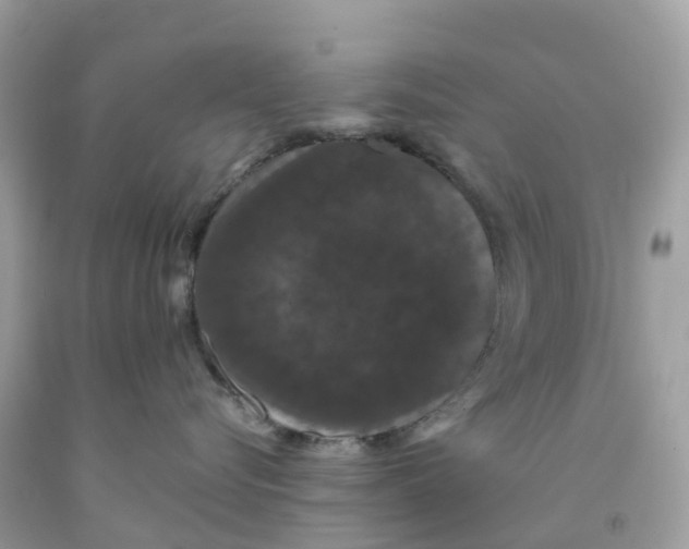 X0000091090576200709041305