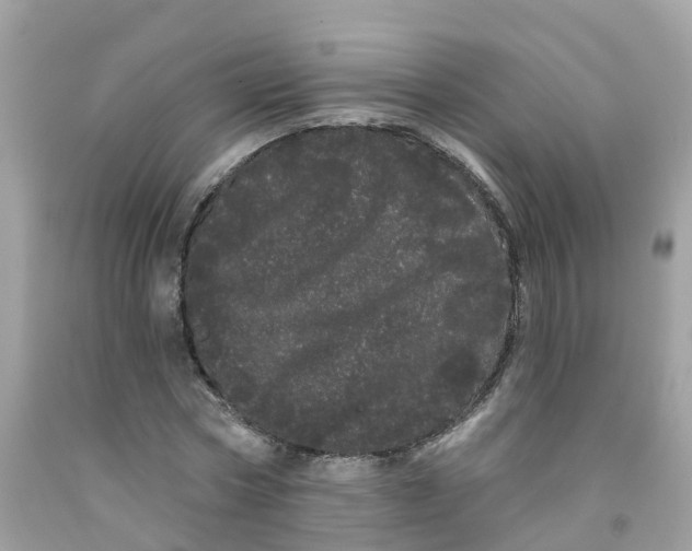 X0000091090778200709041301
