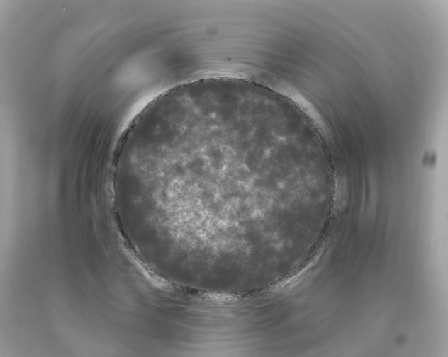 X0000091090878200709041300