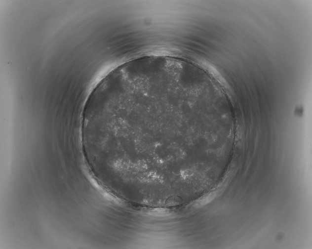 X0000091090986200709041259