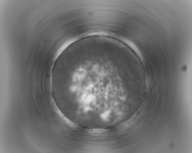 X0000091091290200709041254