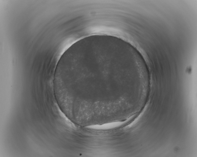 X0000091091529200709041252