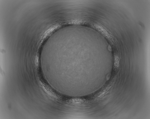 X0000091100636200708061421