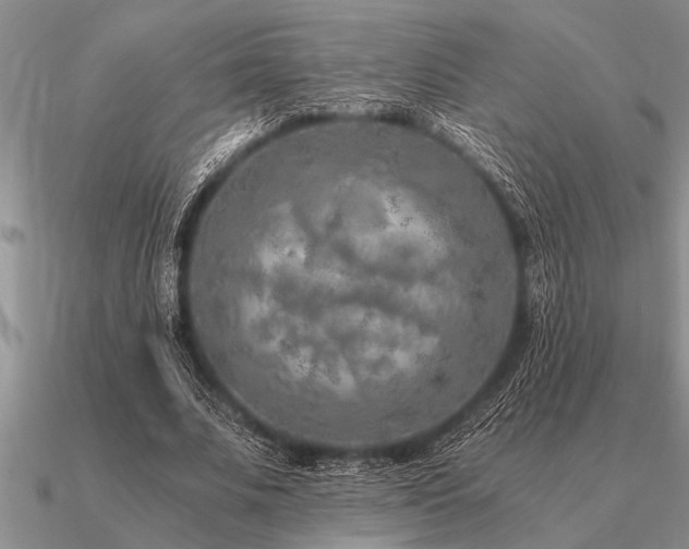 X0000091100679200708061420