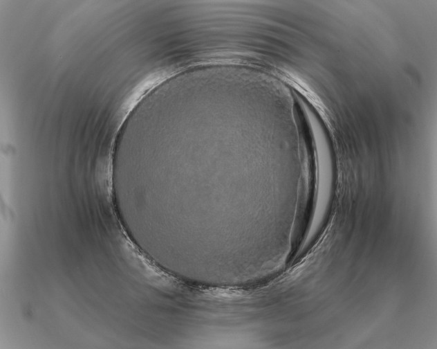 X0000091100994200708061416