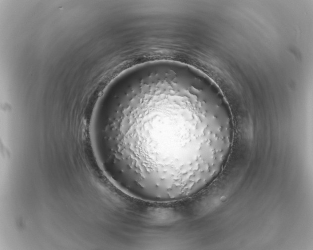 X0000091100649200708131107