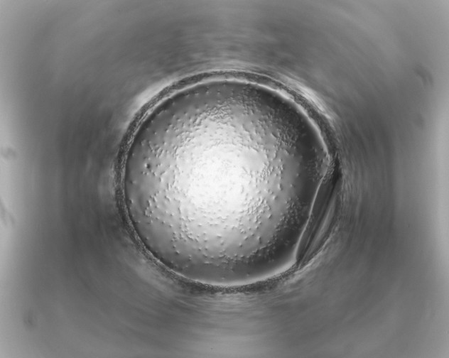 X0000091101264200708131100