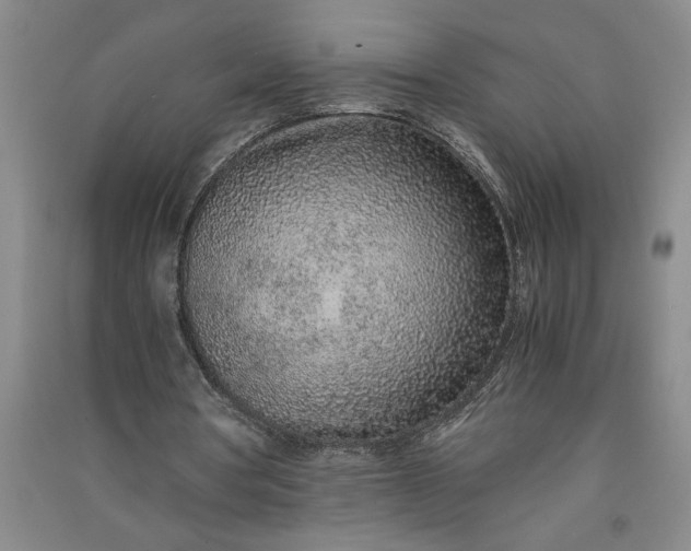 X0000091100386200708201526