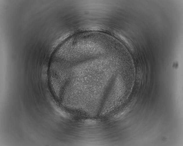 X0000091100394200708201526