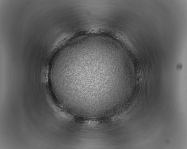 X0000091100694200708201520