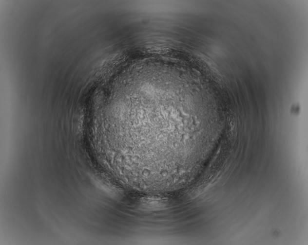 X0000091100745200708201520