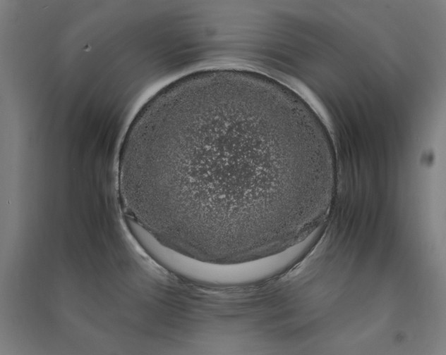 X0000091101388200708201510