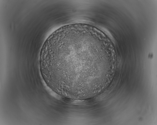 X0000091101439200708201510