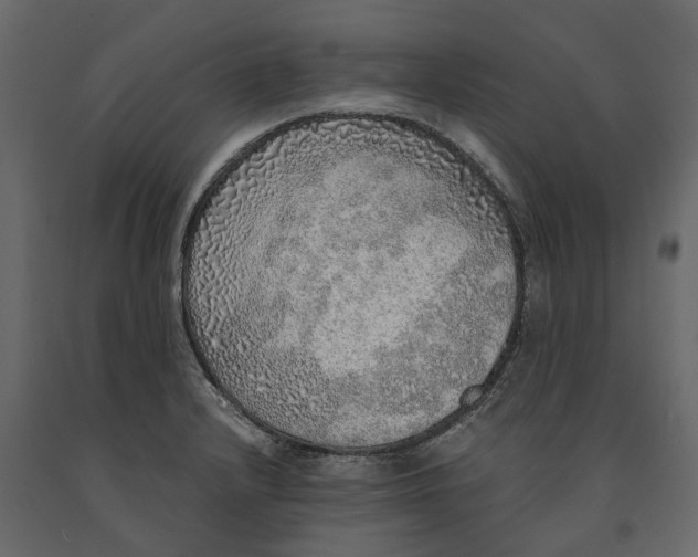 X0000091101232200708271310