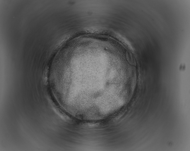 X0000091170065200708231515