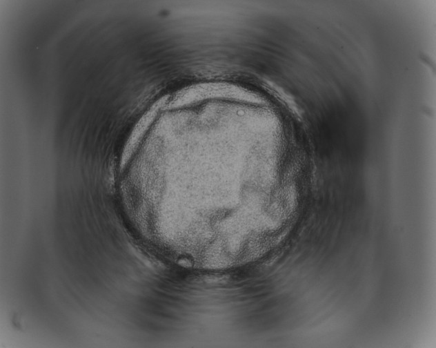 X0000091170065200709060942