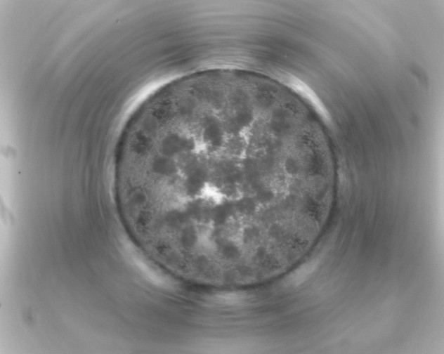X0000091181035200708091218