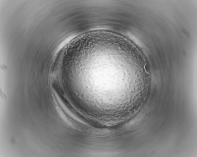 X0000091181137200708091217