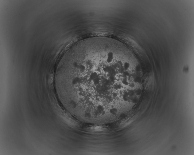 X0000091180365200708231534