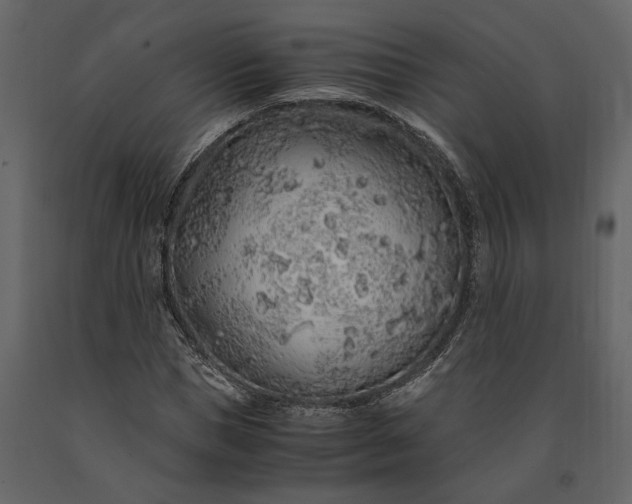 X0000091180921200708231525