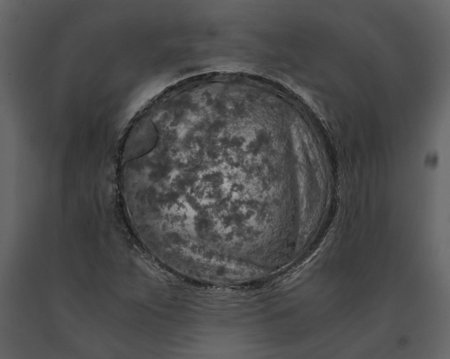 X0000091181263200708231520