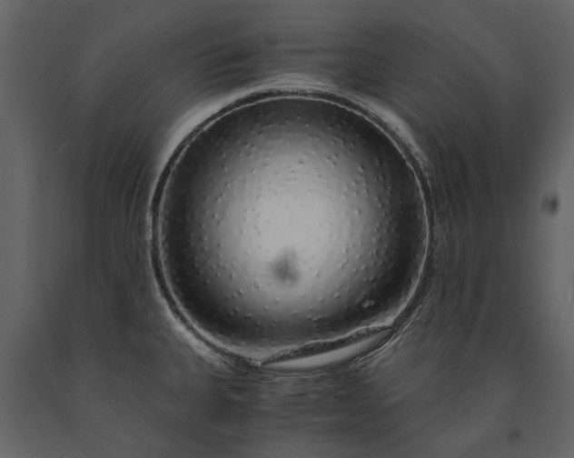 X0000091181335200708231520