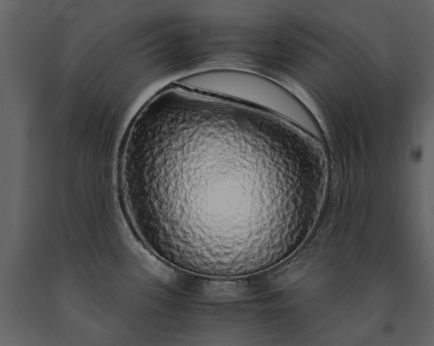 X0000091181339200708231520