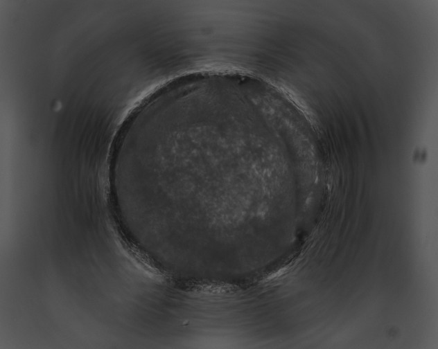 X0000091180488200708301219