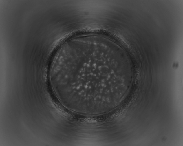 X0000091180640200708301217