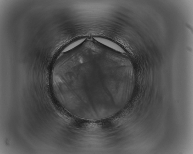 X0000091180303200709060959