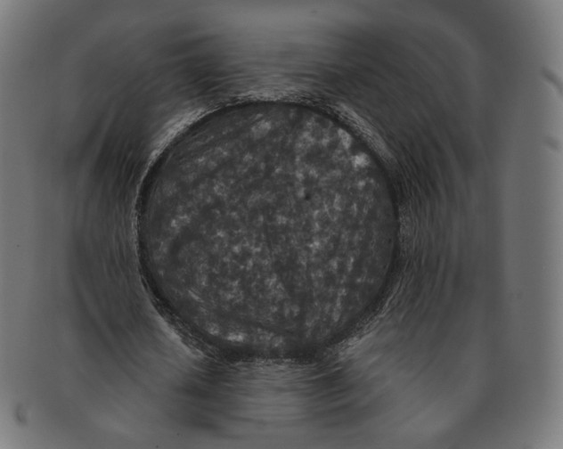 X0000091180626200709060955