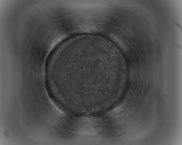X0000091180630200709060955