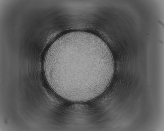 X0000091180636200709060955