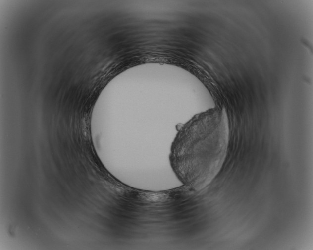 X0000091180663200709060955