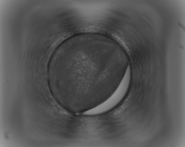 X0000091180673200709060955