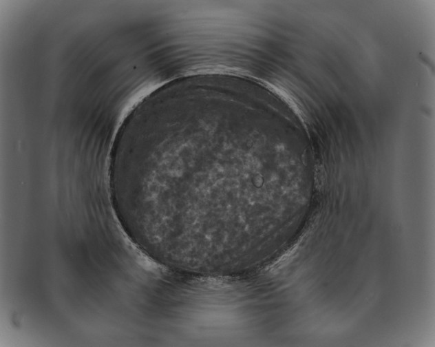 X0000091180995200709060950