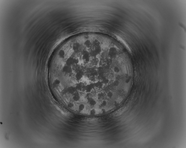 X0000091181035200709060950