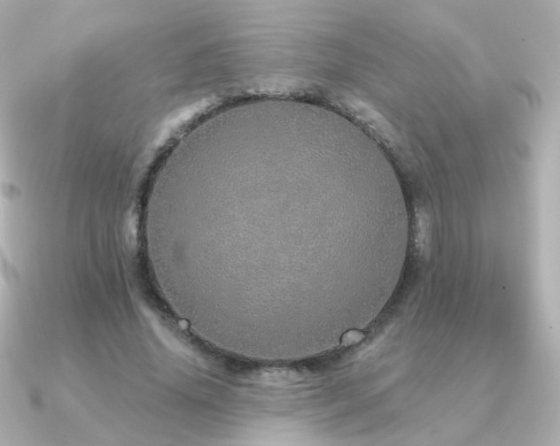 X0000091190636200708091250