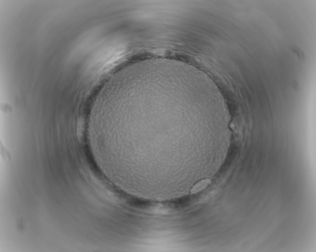 X0000091190656200708091250