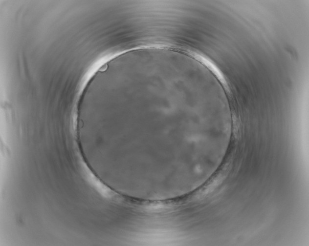 X0000091191099200708091245